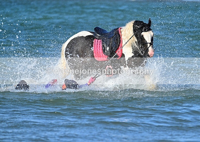 WJ7_3550_1 - Kellie & Churchill ... do Hayling Island 25-08-24