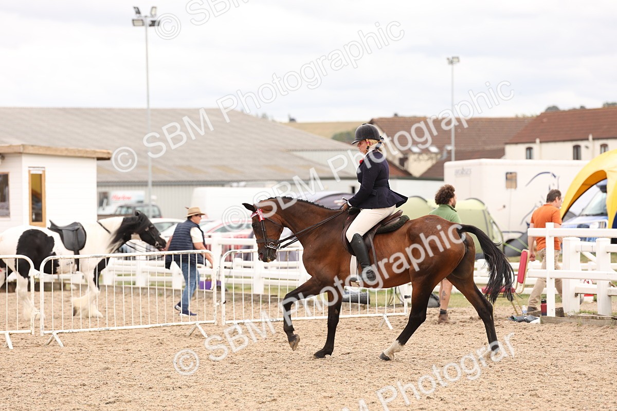 SBM_17336 - Class 214 - Ridden Hack Riding Horse