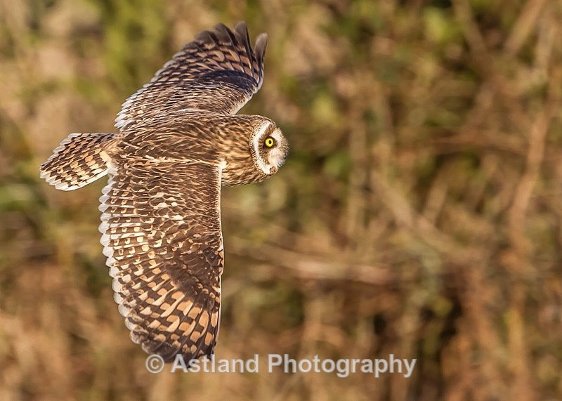 Astland Photography, Bird and Wildlife Images, Susan and Peter Wilson, U.K.