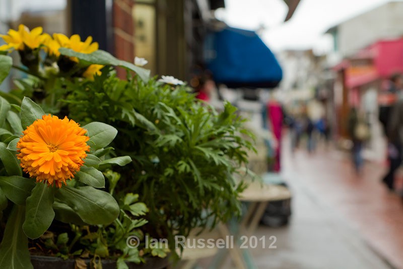 North Lanes flower shop - Brighton graffiti