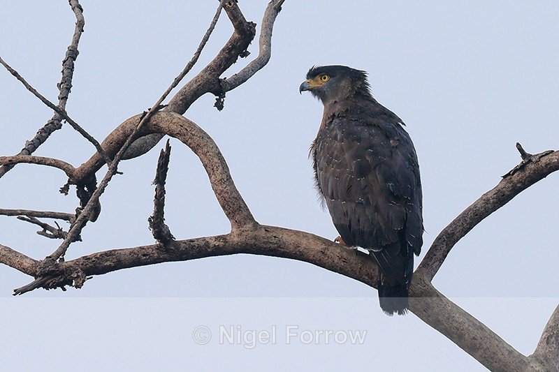 Crested Serpent-Eagle, Panna Tiger Reserve, Madhya Pradesh, India - Crested Serpent-Eagle