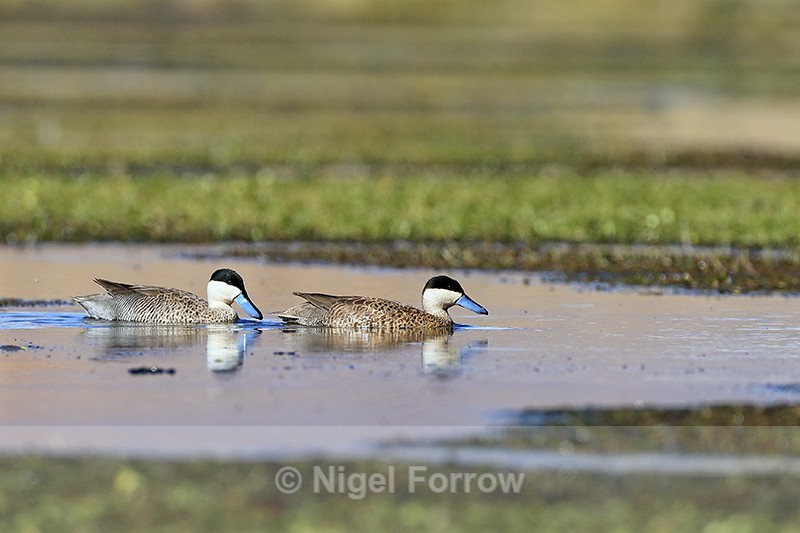 Puna Teals swimming, Rio Putana, Machuca, Chile - Puna Teal