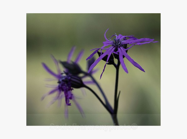 ragged Robin - Floria Macro