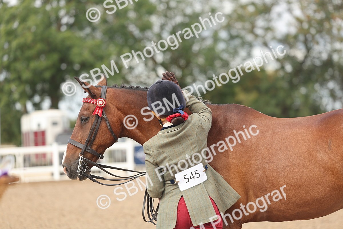 SBM_04486 - Class 18 - Handsomest Gelding (IH or Ridden)