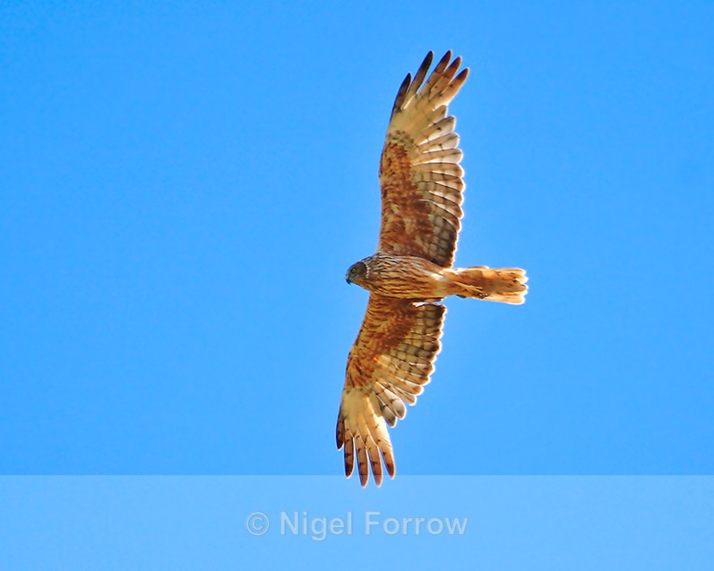 Swamp Harrier in flight - Swamp Harrier