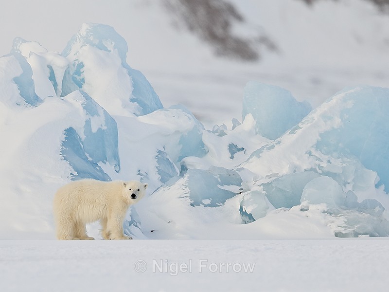 Polar Bear cub, Svalbard, Norway - Polar Bear