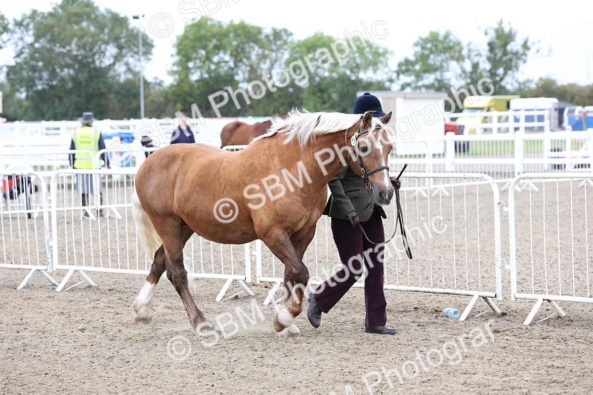 SBM_00024 - Class 50 - Best Turned Out IH