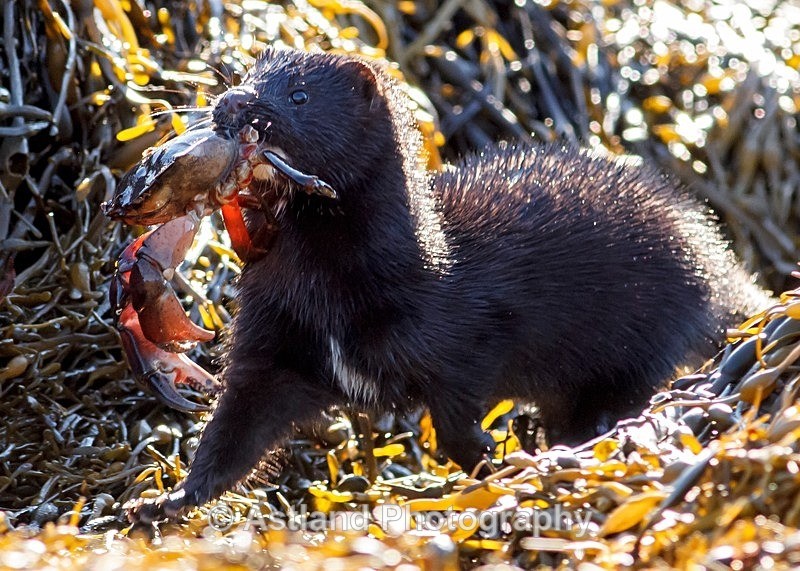 Astland Photography, Bird and Wildlife Images, Susan and Peter Wilson, U.K.