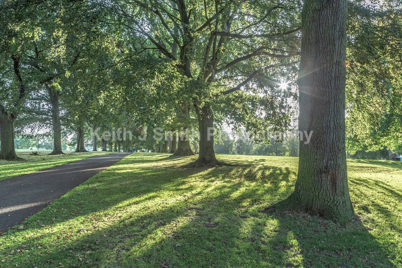 1KJS5480 - Trees in Abington Park