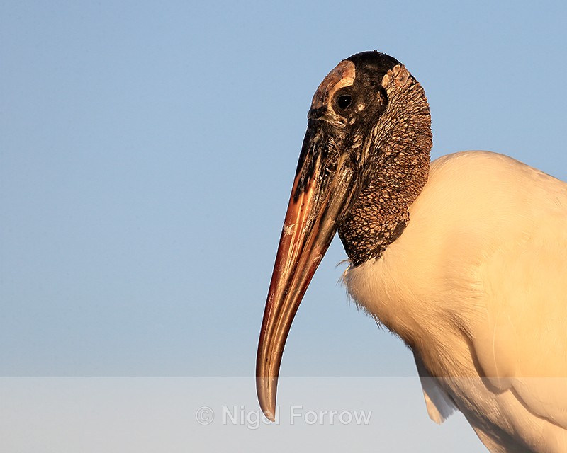 Side view of Wood Stork, Wakodahatchee Wetlands, Florida - Wood Stork