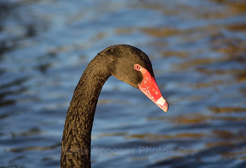  - Dawlish (mainly black swans)