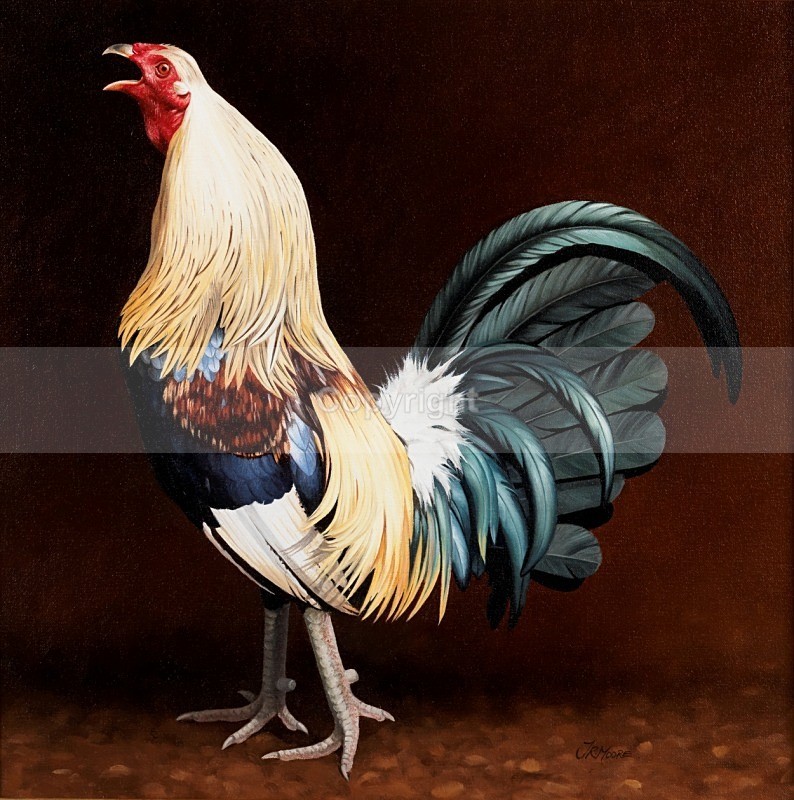 Birchen duckwing - GAMEFOWL
