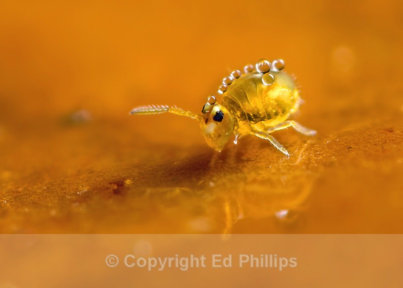 Sminthurinus aureus - Sminthurinus aureus