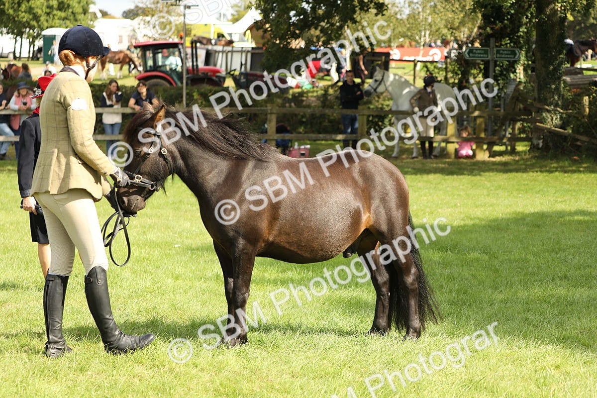 SBM_62825 - S46 - Mountain & Moorland In Hand Small Breeds