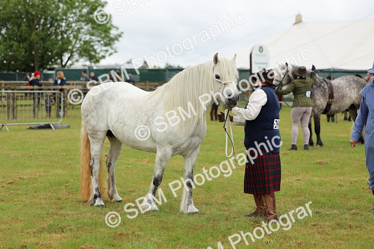 SBM_00526 - Class 58-67 - M&M Non Welsh Pony In hand