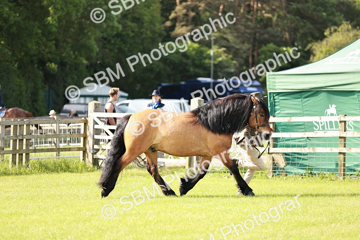 SBM_00805 - Class 14-23 - Mountain & Moorland In Hand Non Welsh