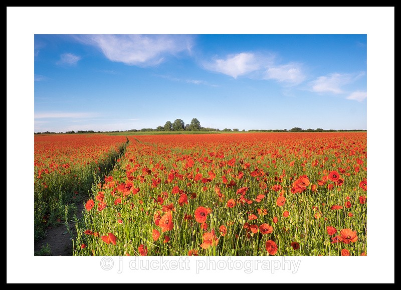 Poppy Field Fine art photography by The Silent Photographer