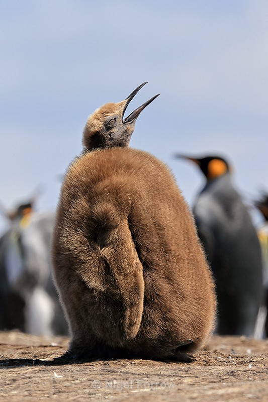 King Penguin chick, Volunteer Point, Falklands - King Penguin