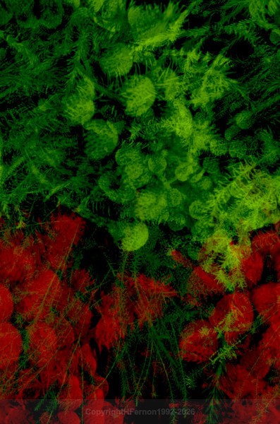 STILL LIFE-CYCLE - STILL LIFE-CYCLE I 2012