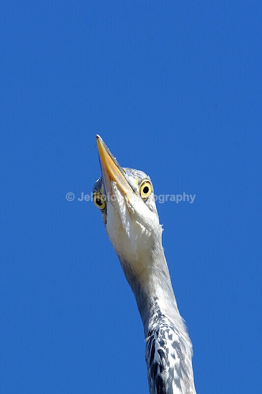  - Wildlife and Nature