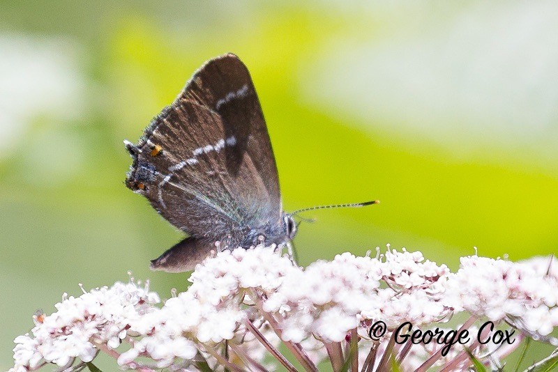 ilex hairstreak pyrenees