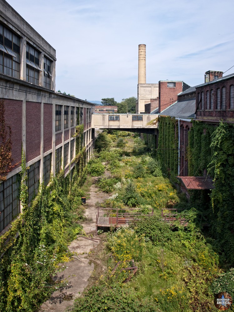 The Scranton Lace Company | Overgrown Courtyard - Scranton Lace Company
