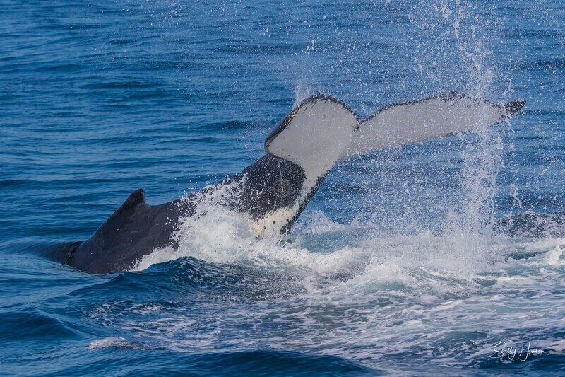 0A3A2590 - 2024 Whale Photos