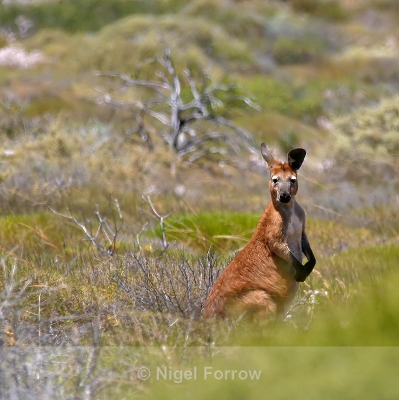 Red Kangaroo (male) - Kangaroo