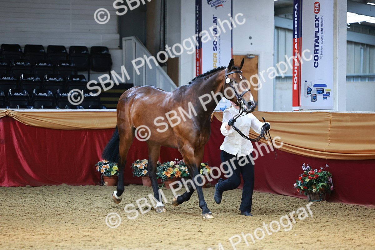 SBM_23080 - Class 903 - Supreme Final - IH Pre Vet