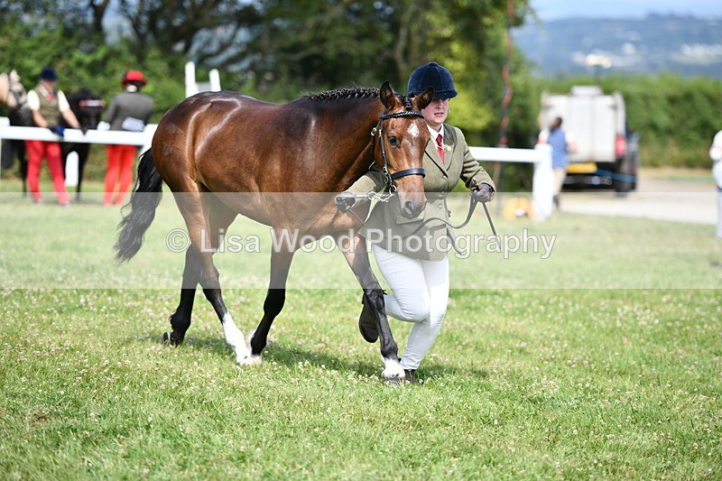 DSC_8382 - Class 68: Part Bred In Hand M & M