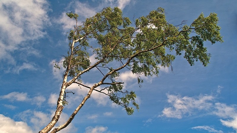 Summer 1 Tree Blue Sky _1311 - Earth Element
