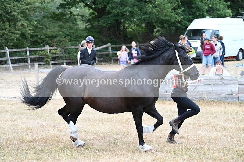 WJ7_8416 - Class 4 Prettiest Mare up to 14.2hh