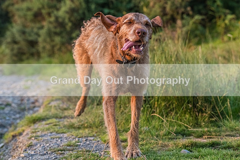 Not Latrigg-939 - Not Round Latrigg Fell Race Wednesday 13th August 2025