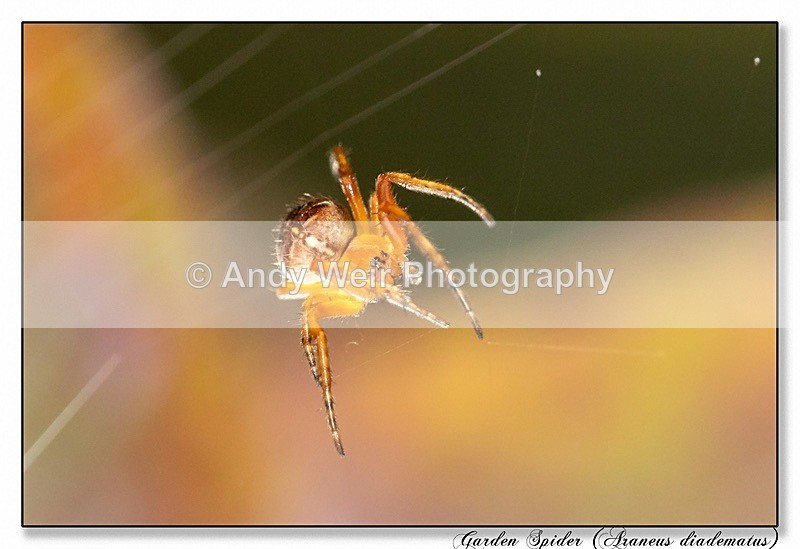 190721-untitled-8E0A5730-Edit - Insects