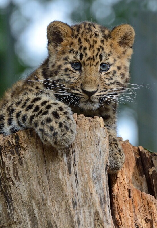 Leopard Cub - Big Cats