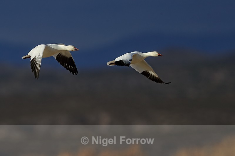 Snow Goose pair in flight, dark sky, Bosque del Apache, New Mexico - Snow Goose