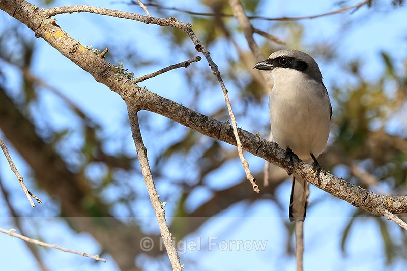 Loggerhead Shrike perched in tree, Fort De Soto Park, Florida - Loggerhead Shrike