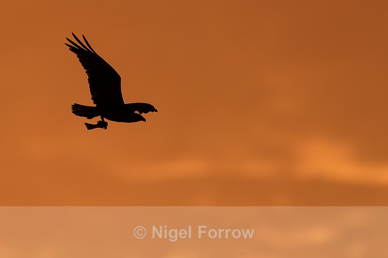 Osprey carrying fish at dawn, Fort De Soto Park, Florida - Osprey