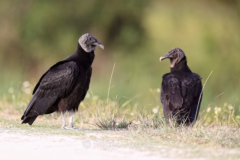 American Black Vultures at roadside, Viera Wetlands, Florida - American Black Vulture