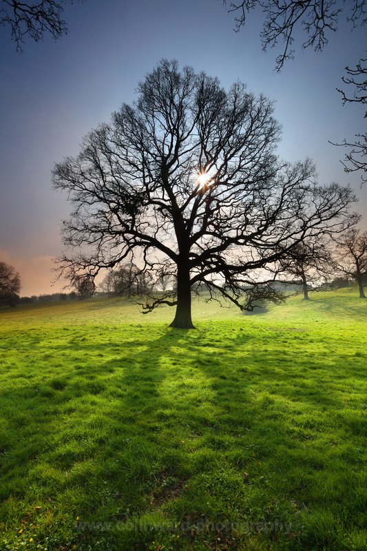 Spring Morning Sunlight.   ref 7136 - County Durham