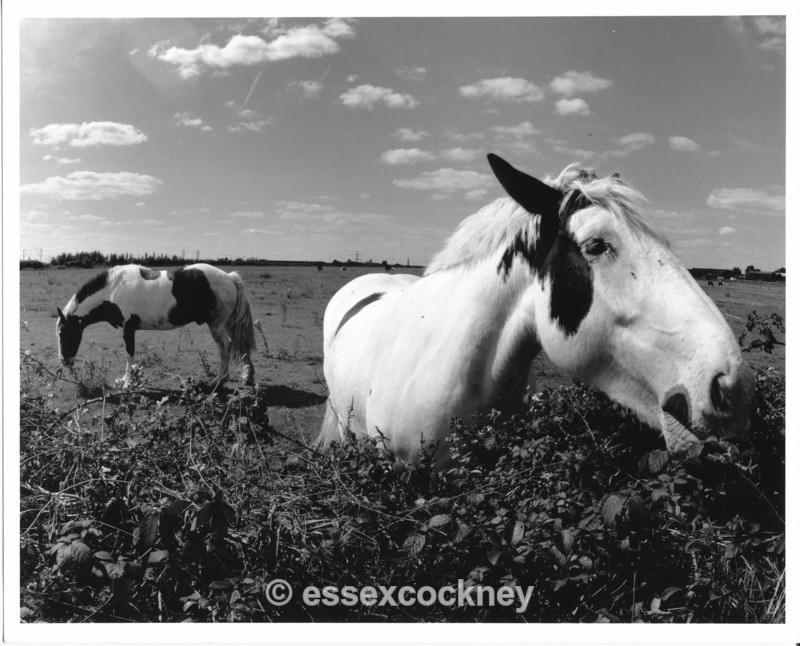  - Local residents of the hairy kind Benfleet and Essex