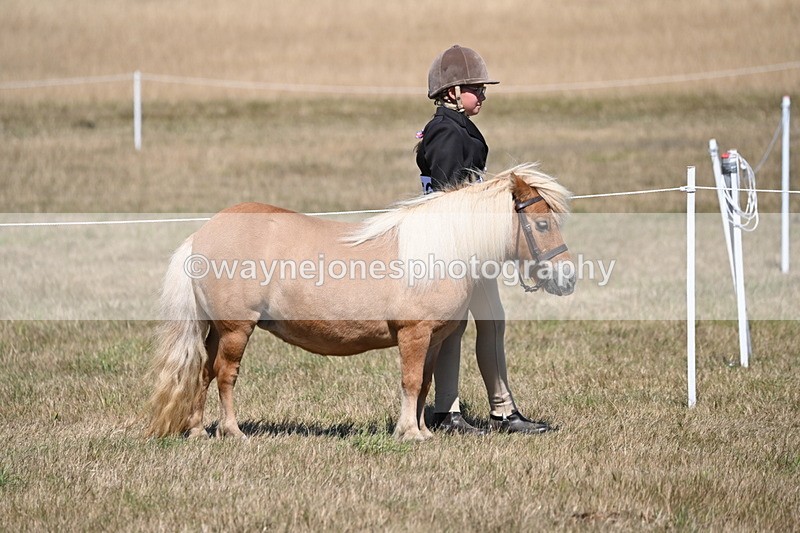 WJ6_8558 - Class 37b Best Loan Pony In-hand