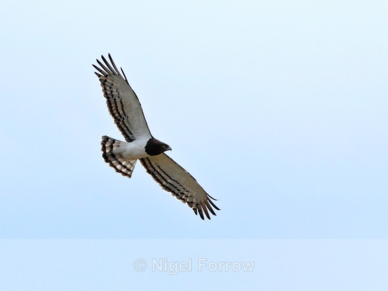 Black-chested Snake-eagle in flight - Black-chested Snake-Eagle