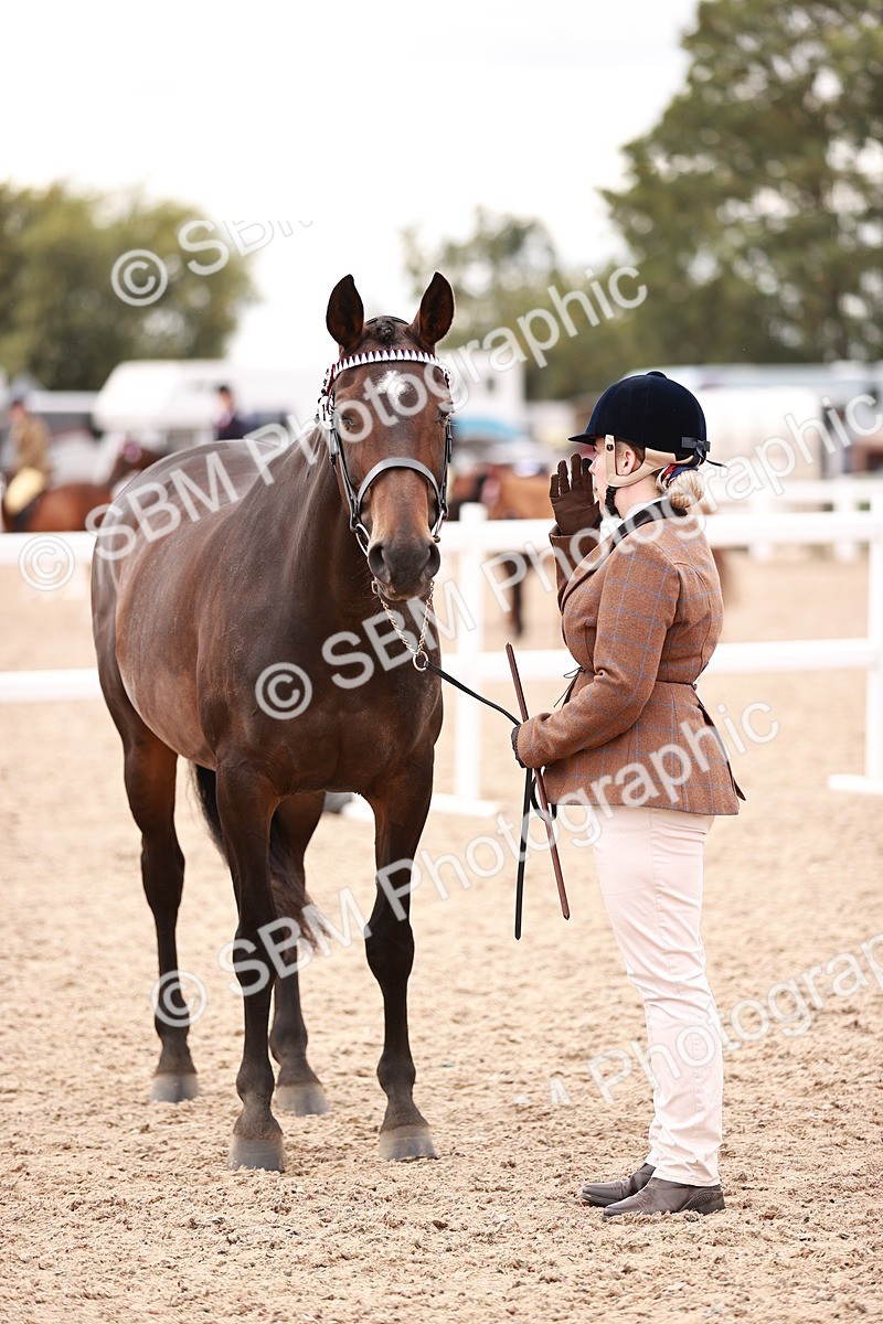 SBM_16122 - Class 411 - Prettiest Mare - (IH or Ridden Adult)