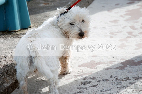 Judy 2 - Walking the Dog