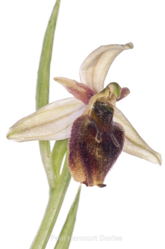  - WB: Orchids - Ophrys