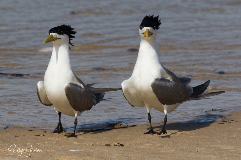 Breeding Pair 2