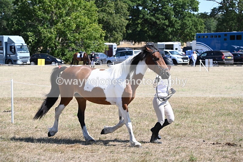 WJ6_8547 - Class 37b Best Loan Pony In-hand