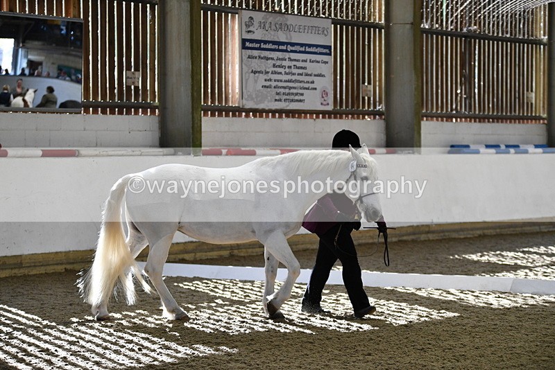 WJ5_3699 - Class 5 In Hand Veterans