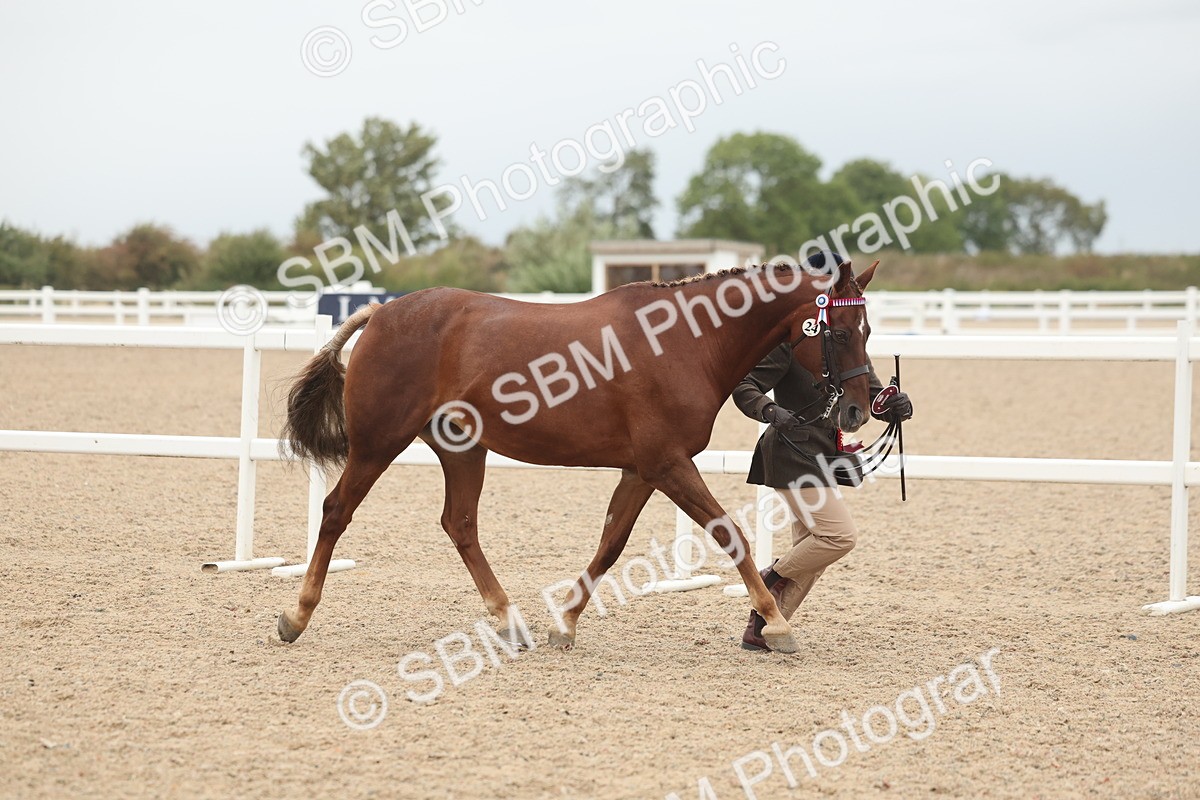 SBM_19916 - Class 318 - IH Part Bred Horse-Pony